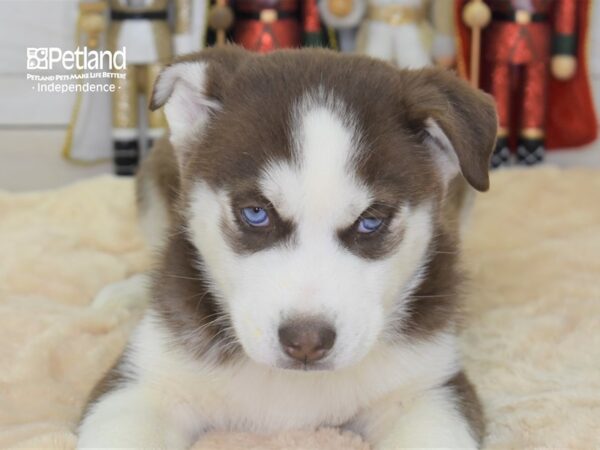 Siberian Husky-DOG-Male-Red & White-2305-Petland Lee's Summit, MO
