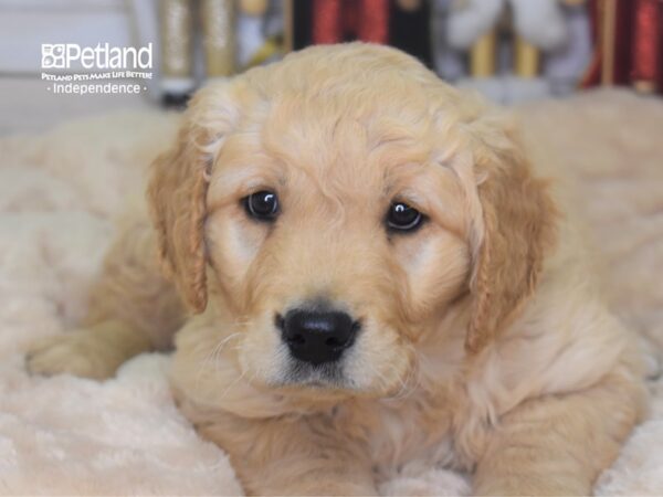 Golden Retriever-DOG-Female-Golden-2301-Petland Lee's Summit, MO