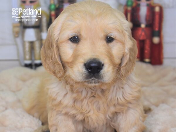 Golden Retriever-DOG-Male-Golden-2300-Petland Lee's Summit, MO
