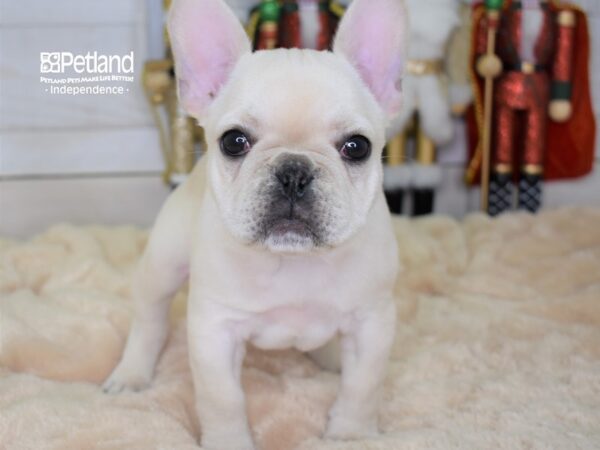 French Bulldog-DOG-Female-Cream-2267-Petland Lee's Summit, MO