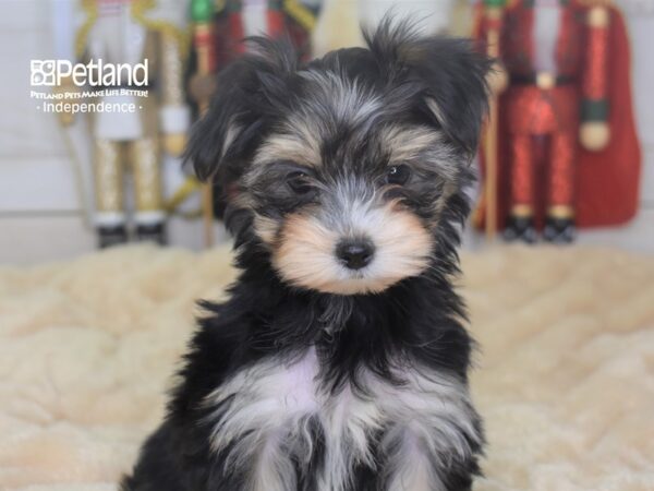 Morkie-DOG-Female-Black & Tan-2299-Petland Lee's Summit, MO