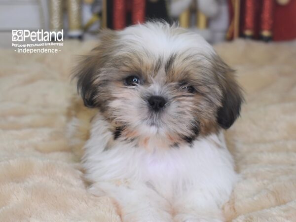 Shih Tzu-DOG-Female-Gold & White-2293-Petland Lee's Summit, MO