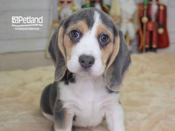 Beagle-DOG-Female-Blue and White-2309-Petland Lee's Summit, MO