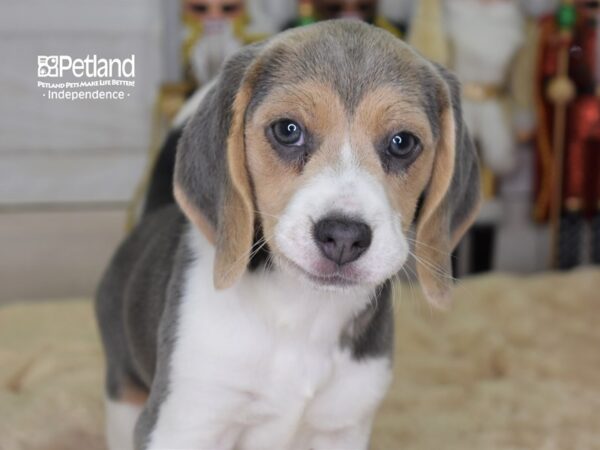 Beagle-DOG-Female-Blue and White-2308-Petland Lee's Summit, MO