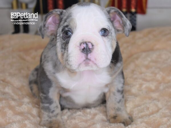English Bulldog-DOG-Female-Blue Merle-2314-Petland Lee's Summit, MO