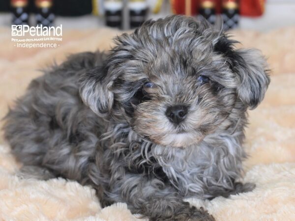 Maltipoo-DOG-Male-Blue Merle-2315-Petland Lee's Summit, MO