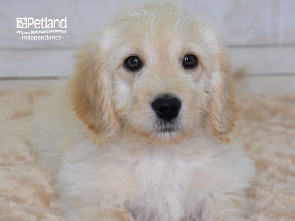 Miniature Goldendoodle-DOG-Male-Golden-2310-Petland Lee's Summit, MO