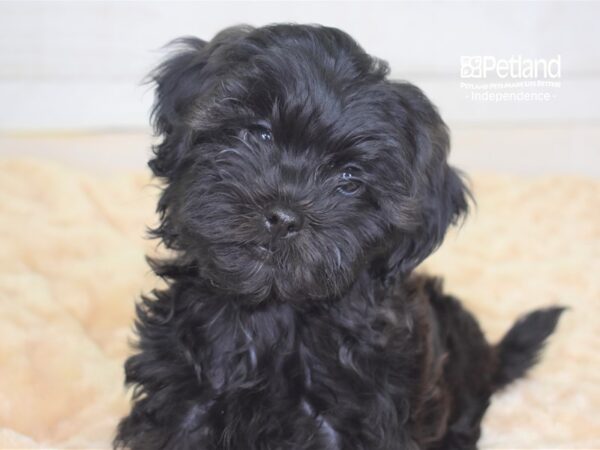 Shih Tzu-DOG-Male-Black-2319-Petland Lee's Summit, MO