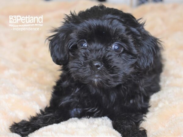 Malti Poo-DOG-Female-Black-2318-Petland Lee's Summit, MO
