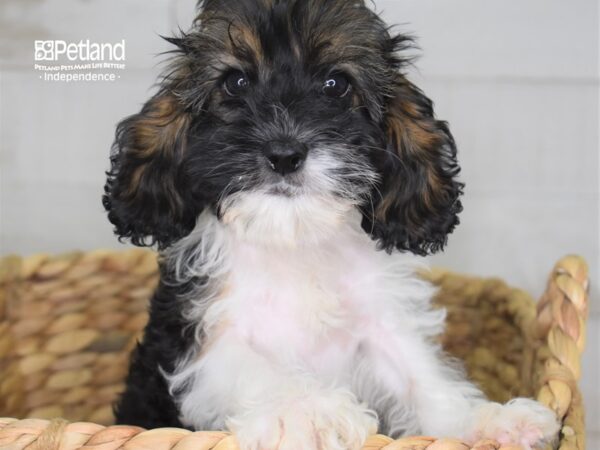 Cockapoo-DOG-Female-TriColor-2302-Petland Lee's Summit, MO