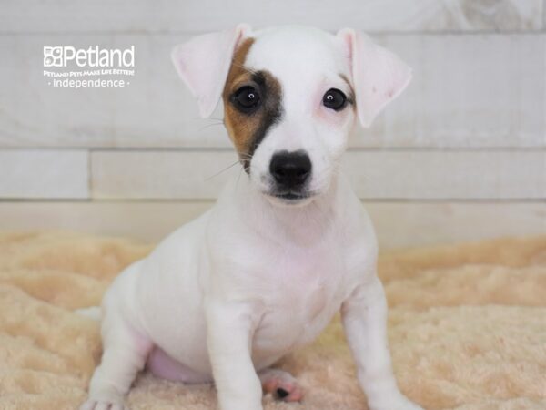 Jack Russell Terrier-DOG-Female-White & Tan-2289-Petland Lee's Summit, MO