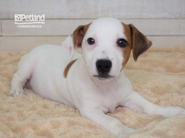 Jack Russell Terrier-DOG-Male-White & Tan-2288-Petland Lee's Summit, MO