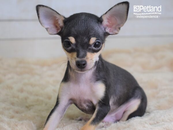 Chihuahua-DOG-Male-Chocolate & Tan-2246-Petland Lee's Summit, MO