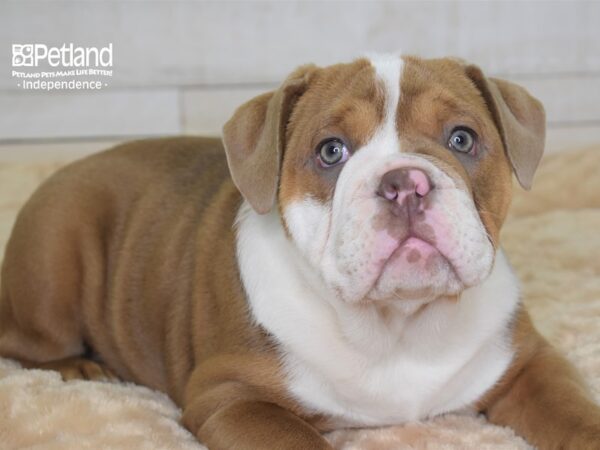 Olde English Bulldog-DOG-Female-Lilac Fawn-2321-Petland Lee's Summit, MO