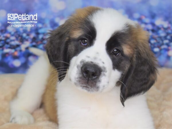 Saint Bernard-DOG-Female-Mahogony and White-2330-Petland Lee's Summit, MO