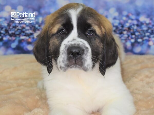 Saint Bernard-DOG-Male-Mahogony and White-2329-Petland Lee's Summit, MO