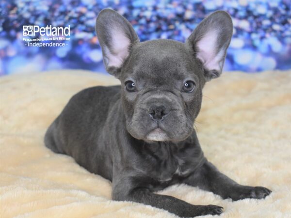 French Bulldog-DOG-Male-Blue-2332-Petland Lee's Summit, MO