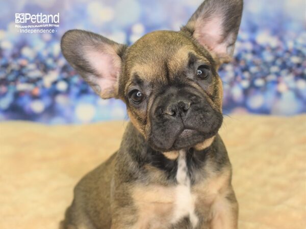 French Bulldog-DOG-Male-Sable-2333-Petland Lee's Summit, MO
