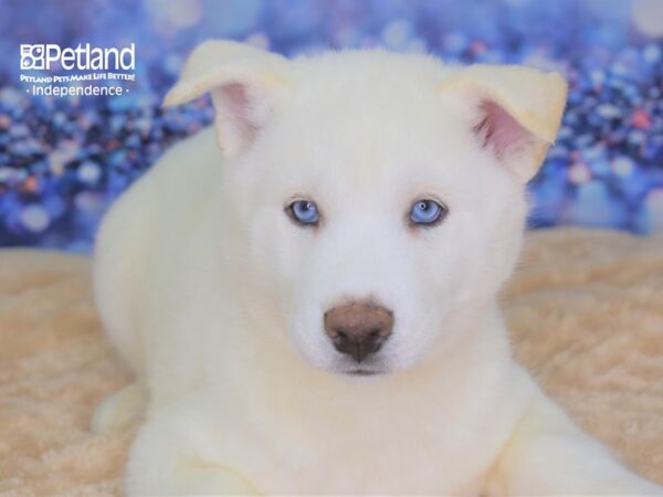 Siberian Husky-DOG-Male-White-2335-Petland Lee's Summit, MO