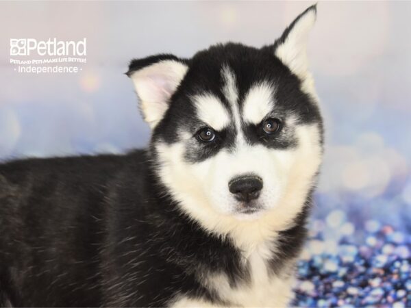 Siberian Husky-DOG-Female-Black and White-2334-Petland Lee's Summit, MO
