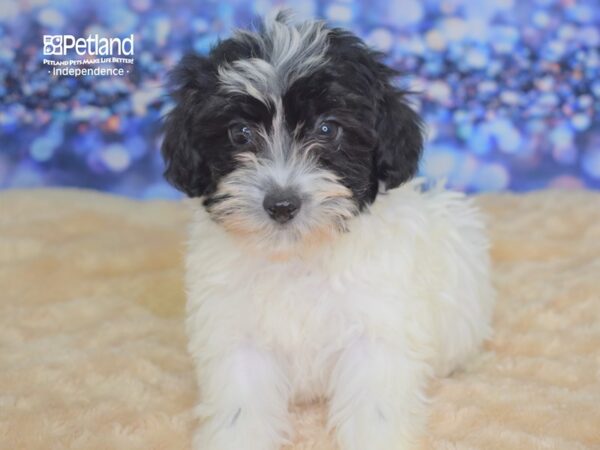 Hava Poo-DOG-Female-Black and White Parti-2337-Petland Lee's Summit, MO