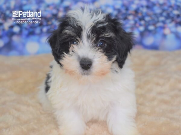 Havapoo-DOG-Female-Black and White Parti-2338-Petland Lee's Summit, MO