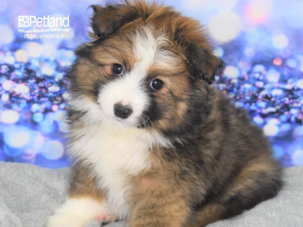 Miniature Australian Shepherd-DOG-Male-Sable-2341-Petland Lee's Summit, MO