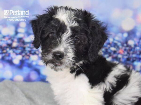Mini Saint Berdoodle-DOG-Female-Black and White-2339-Petland Lee's Summit, MO