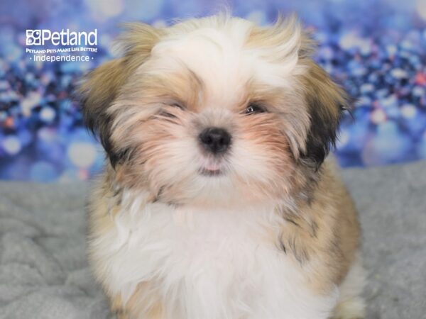 Shih Tzu-DOG-Male-Gold and White-2340-Petland Lee's Summit, MO