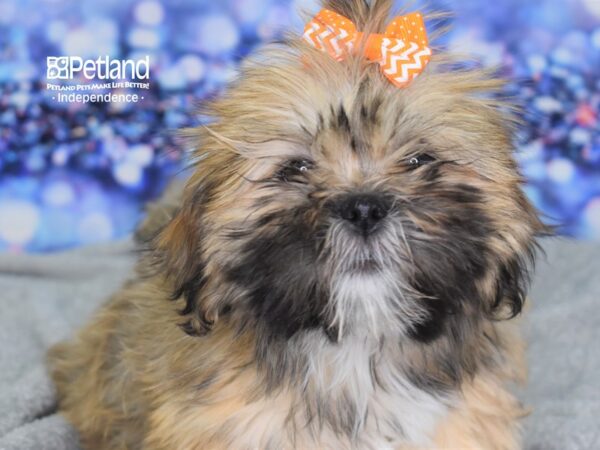 Lhasa Apso-DOG-Female-Red Gold-2282-Petland Lee's Summit, MO