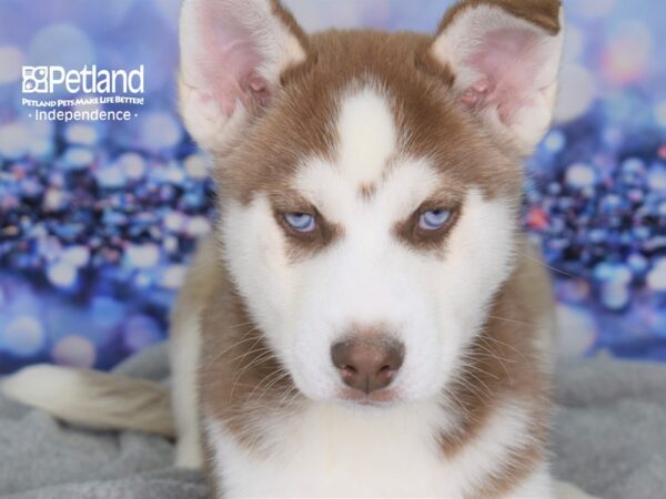 Siberian Husky-DOG-Male-Red and White-2344-Petland Lee's Summit, MO