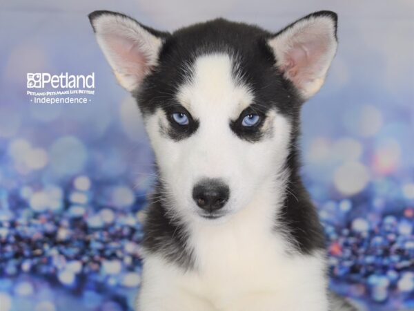 Siberian Husky-DOG-Female-Black and White-2346-Petland Lee's Summit, MO