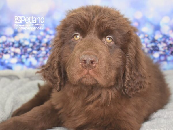 Newfoundland-DOG-Male-Bronze-2353-Petland Lee's Summit, MO