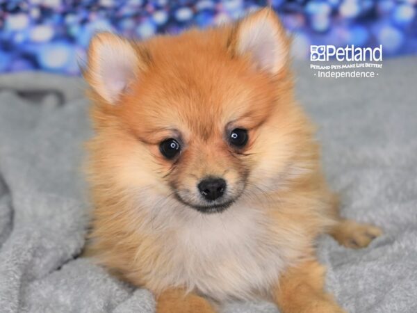 Pomeranian-DOG-Female-Orange-2354-Petland Lee's Summit, MO