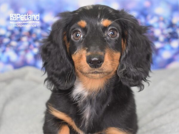 Dachshund-DOG-Female-Black and Silver Dapple-2350-Petland Lee's Summit, MO