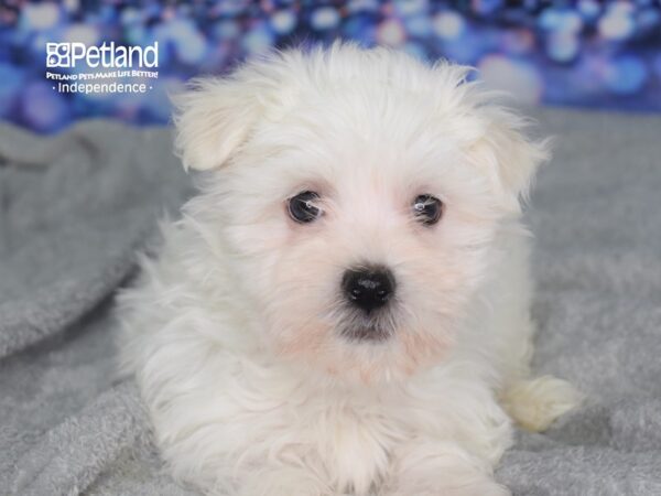 Maltese-DOG-Female-White-2352-Petland Lee's Summit, MO