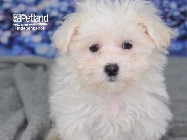 Maltese-DOG-Male-White-2351-Petland Lee's Summit, MO