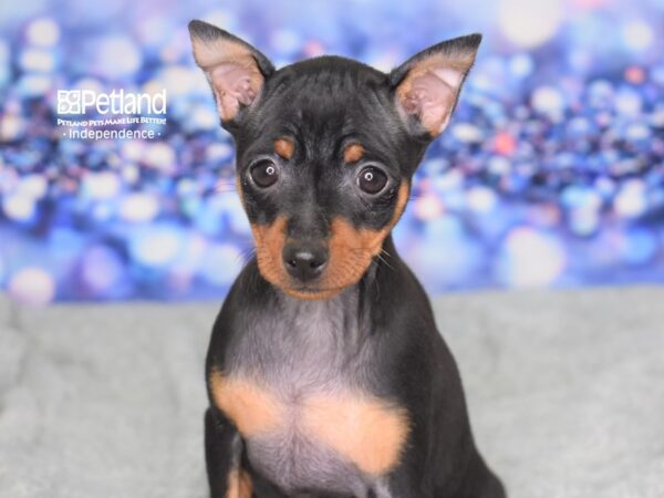 Miniature Pinscher-DOG-Female-Black & Tan-2356-Petland Lee's Summit, MO