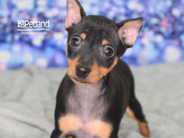 Miniature Pinscher-DOG-Male-Black & Tan-2355-Petland Lee's Summit, MO