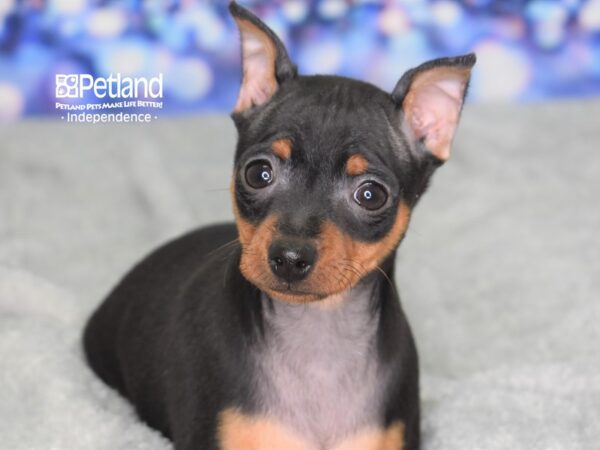 Miniature Pinscher-DOG-Male-Black & Tan-2357-Petland Lee's Summit, MO