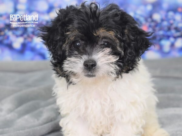Hava Poo-DOG-Female-Black and White Parti-2363-Petland Lee's Summit, MO