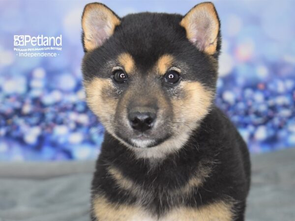 Shiba Inu-DOG-Male-Black & Tan-2361-Petland Lee's Summit, MO