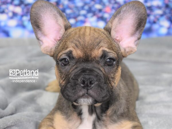 French Bulldog-DOG-Male-Sable-2364-Petland Lee's Summit, MO