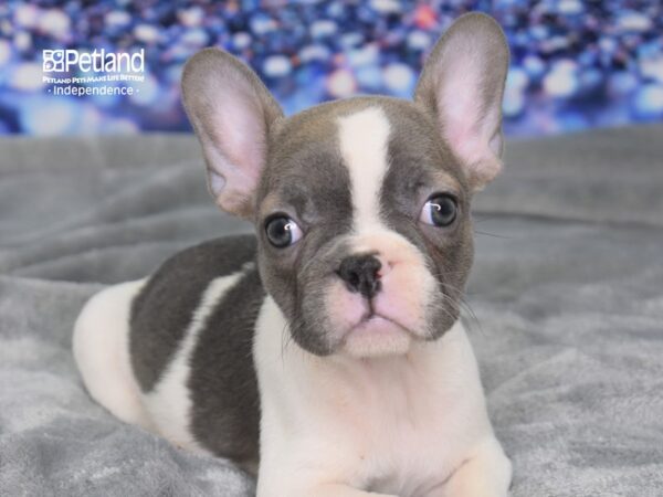 French Bulldog-DOG-Female-Blue Fawn Piebald-2366-Petland Lee's Summit, MO