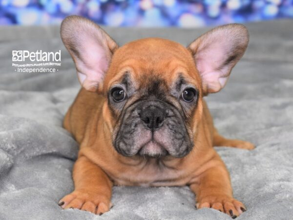 French Bulldog-DOG-Male-Red-2367-Petland Lee's Summit, MO