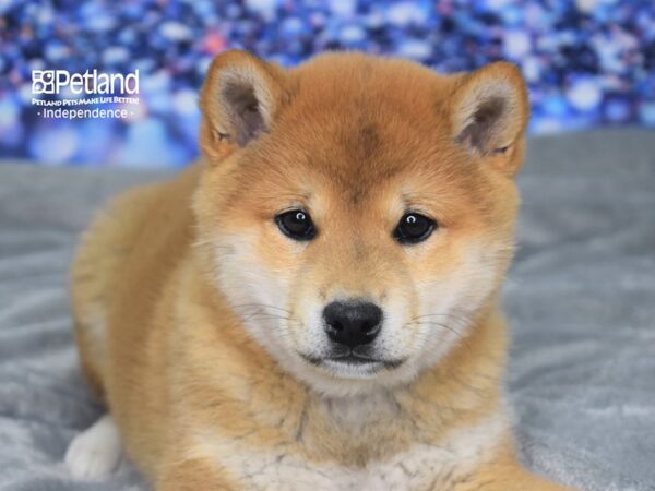 Shiba Inu-DOG-Male-Red Sesame-2362-Petland Lee's Summit, MO