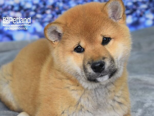 Shiba Inu-DOG-Male-Red Sesame-2360-Petland Lee's Summit, MO