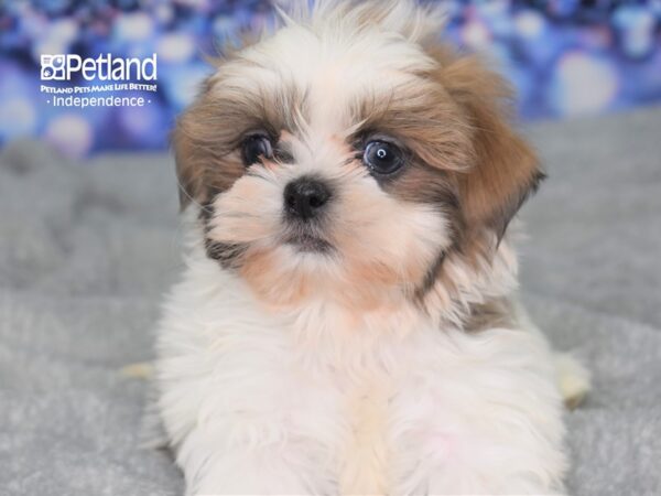Shih Tzu-DOG-Male-Blue & White-2358-Petland Lee's Summit, MO