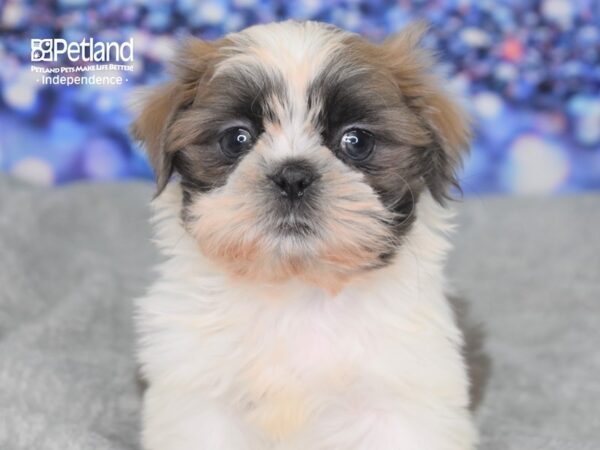 Shih Tzu-DOG-Male--2359-Petland Lee's Summit, MO