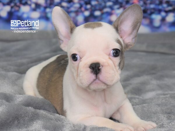 French Bulldog-DOG-Female-Blue Fawn Piebald-2368-Petland Lee's Summit, MO